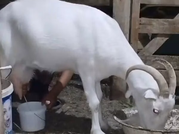 Goat, Saanen goat — Kazakhstan