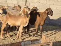 母羊, Arashan sheep — 照片 2