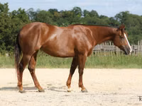Mare, Quarter Horse — photo 2