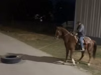 Horse (M), Arabian horse — photo 8