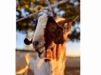 ወንድ ፍየል, Boer goat — ፎቶ 1