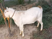 Echki, Saanen goat — 2-rasm
