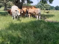 Lembu jantan, Partenaise cattle — foto 1