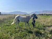 Mare, Arabian horse — photo 2