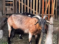 Goat, Alpine goat — photo 1