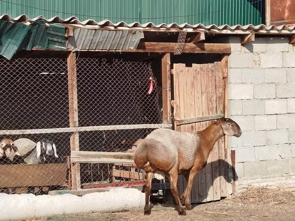 숫양, Edilbay sheep