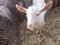 Billy Goat, Saanen goat — photo 3