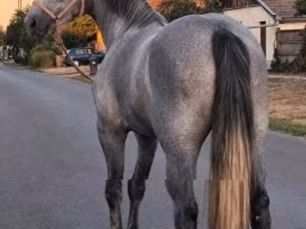 Mare, Appaloosa — Hungary