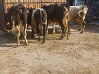 Cow, Holstein breed — photo 2