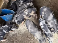 ወንድ አሣማ, Pigs — ፎቶ 4