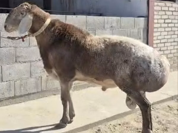 كبش, Hissar sheep