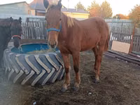 Kuda betina, Horses — foto 1