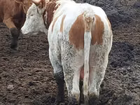 Bika, Simmental cattle — 2. fotó