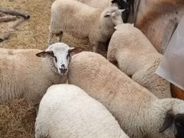 نعجة, الأغنام