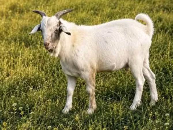 Goat, Boer goat — Hungary