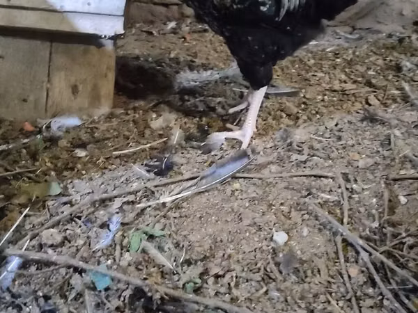 Chickens — Azerbaijan