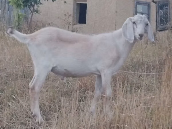 Billy Goat, Goats — Moldova