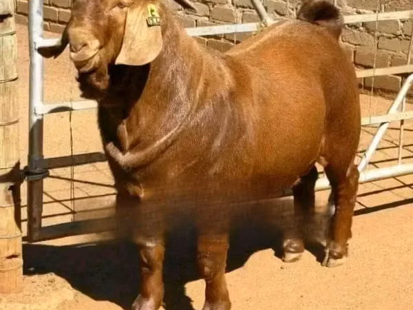 公山羊, Boer goat