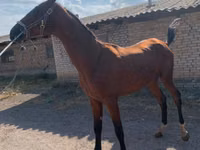Horse (M), Horses — photo 2