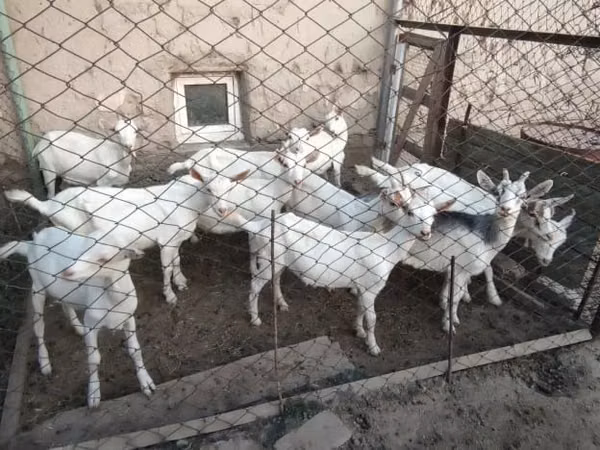 Capre (lotto, sesso non specificato), Saanen goat