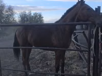 குதிரை, Thoroughbred horse — புகைப்படம் 3
