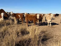 Toro, Mucca kazaka a testa bianca — foto 8