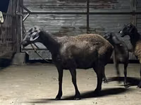 Ido, Hissar sheep — sawirka 3