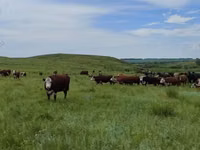 Krava, Russian Black pied cattle — foto 4