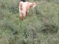 Cabras (lote, sexo não especificado), Cabras — foto 1