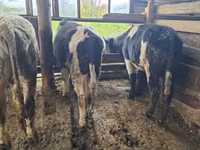 Bull, Alatau breed — photo 5