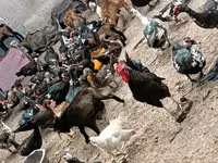 डोमेस्टिक मस्कोवी — फ़ोटो 1