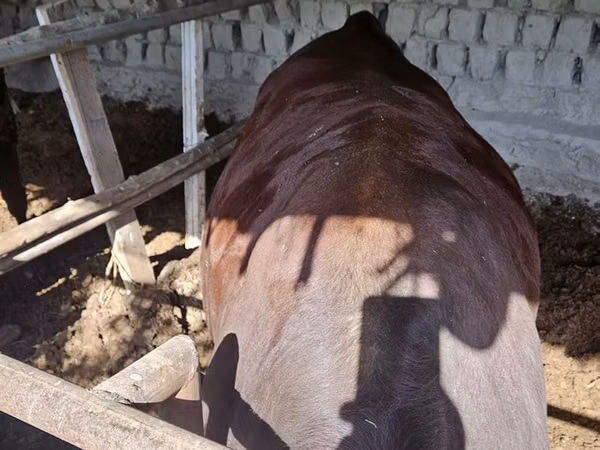 सांड, Red Estonian cattle