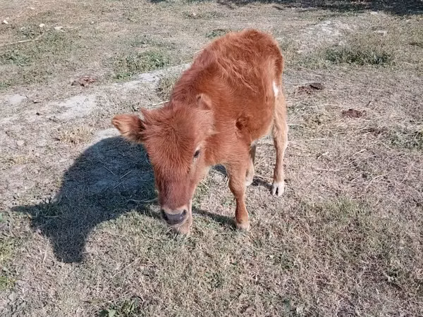 Lo’ (xirmo, jins lama sheegin), Cattle