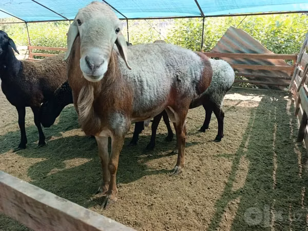 Ram, Arashan sheep — Uzbekistan
