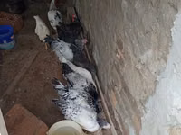 Chickens — 照片 5