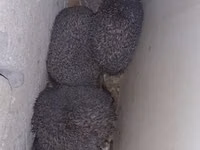 Saglam gumrah kirpiler cadirlma pulsuz Başlıq: Kirpi (canlı) Məhsul — фото 3