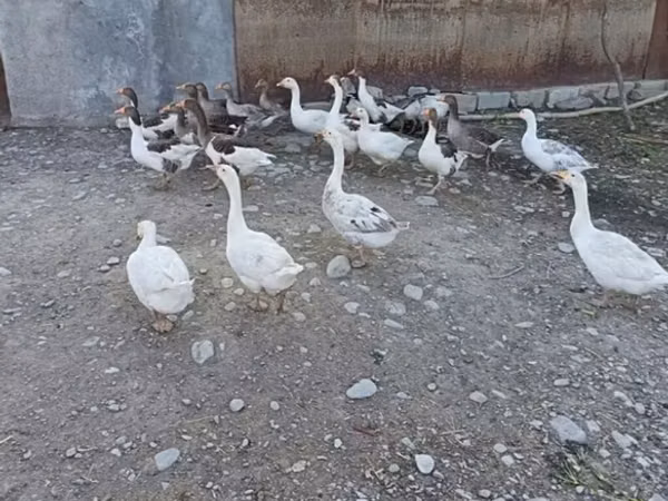 Geese — Azerbejdżan