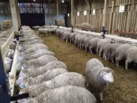 ஆண் ஆடு, Kazakh fat-tailed coarsewool sheep — புகைப்படம் 3