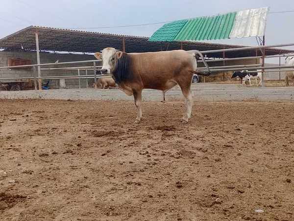 Banteng, Cattle — Turkmenistan