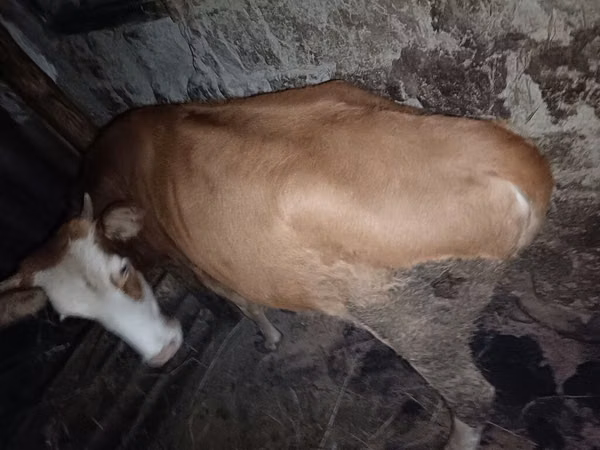 Cow, Red-spotted breed — Azerbaijan