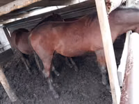Horses (batch, sex not specified), Horse breed — photo 3