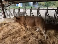 सांड, Blonde d’Aquitane cattle — फ़ोटो 5