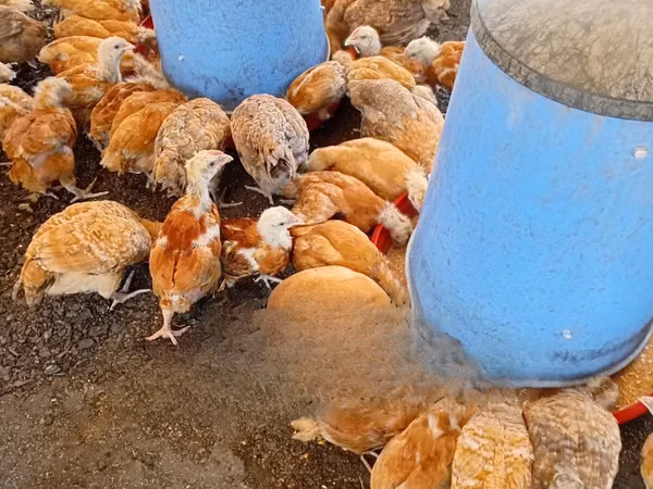 Chickens