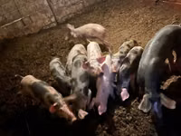 Schweine (Partie, Geschlecht nicht angegeben) — Foto 2