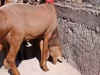 Får, Edilbay sheep — foto 2