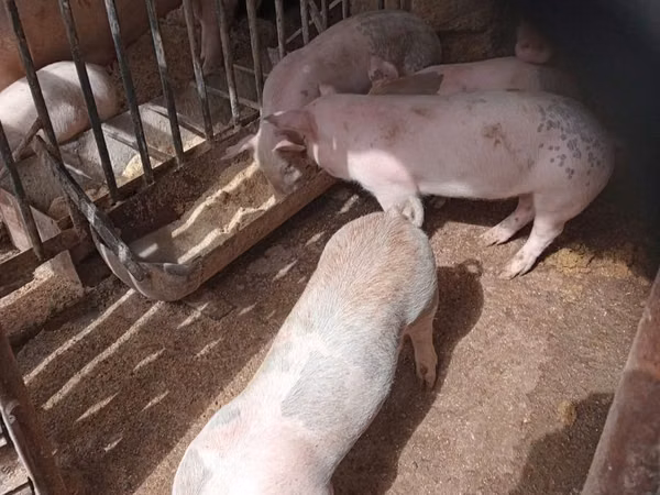 Boar, Pigs — Moldova