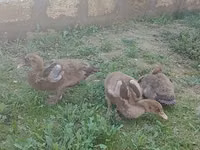Ducks — foto 2