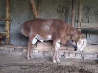 Kambing jantan, Edilbay sheep — foto 4
