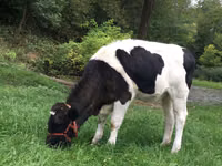 Vache, Russian Black pied cattle — photo 4