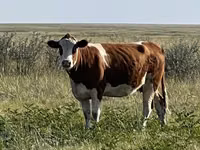 İnek, Simmental cattle — foto 2